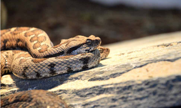 «Geheimnisvolle Tiere»