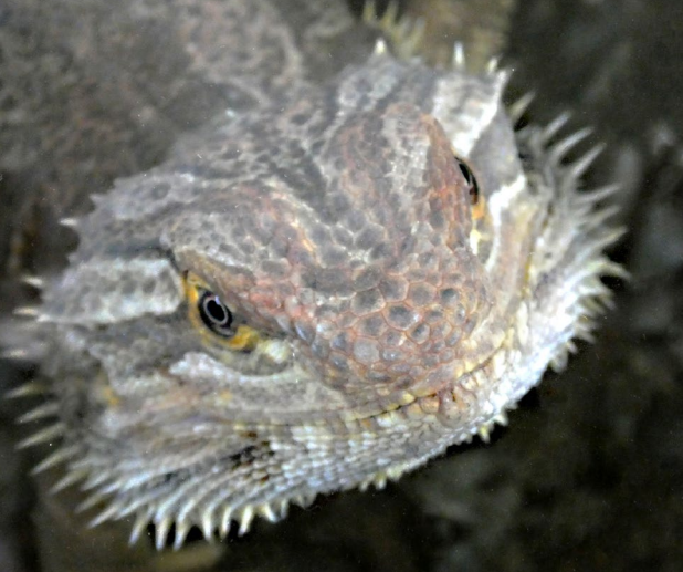 Reptilienbörse Aqua-Terra