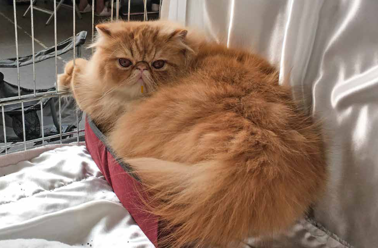 Katzenausstellung Lenzburg