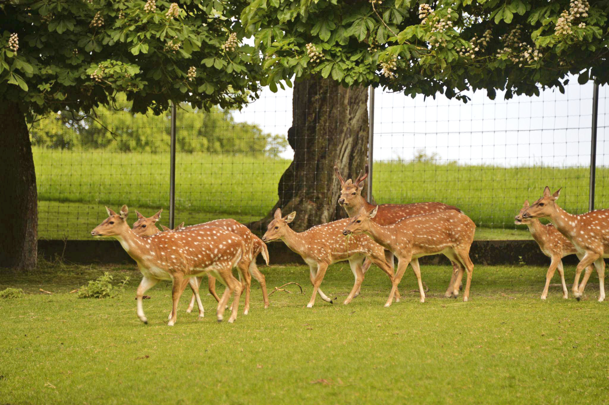 Wildpark Heitern, Zofingen