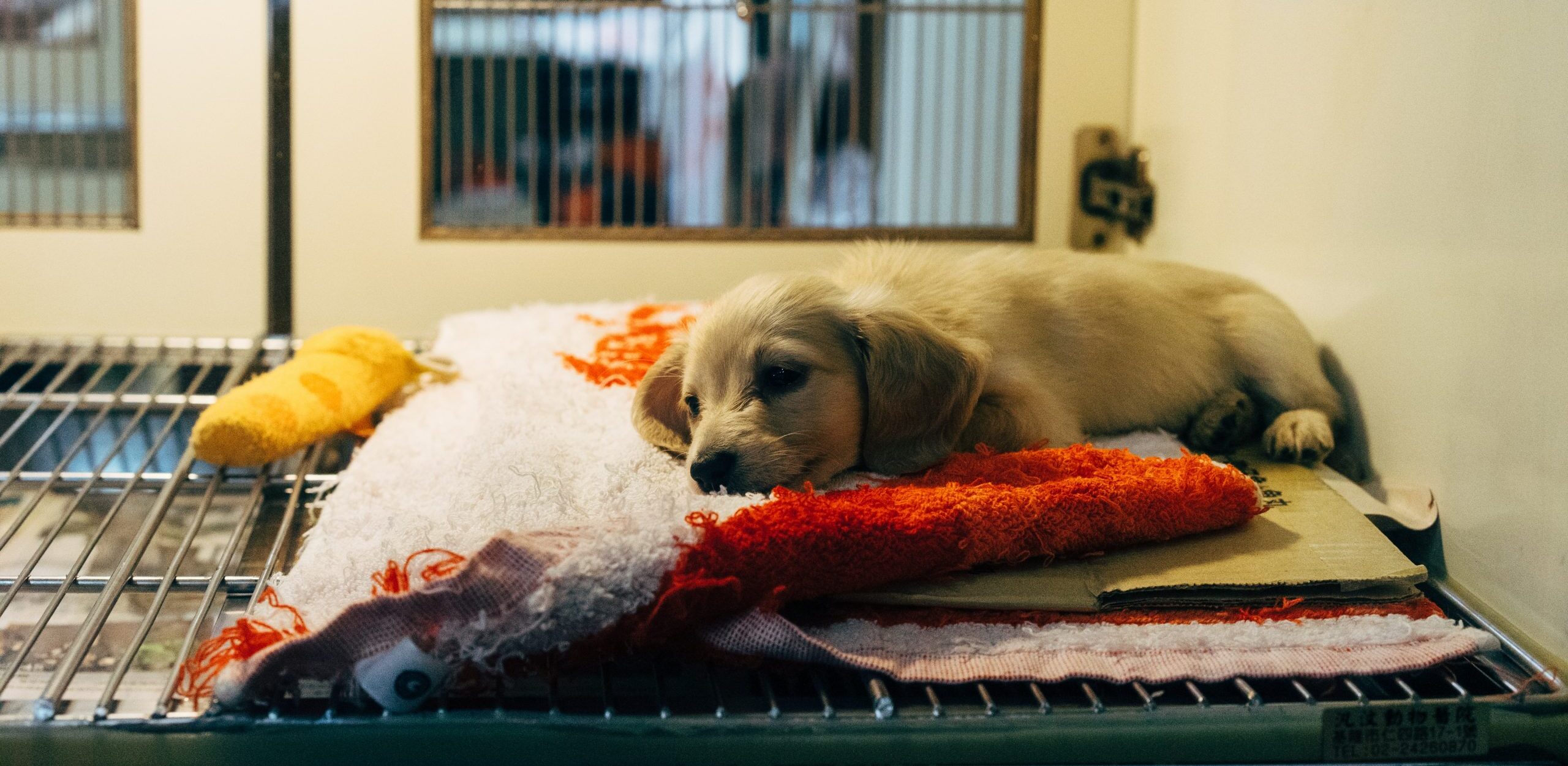 Statistique PSA de la protection des animaux 2022: l’accueil d’animaux dans les refuges et les stations d’accueil se maintient à un niveau élevé