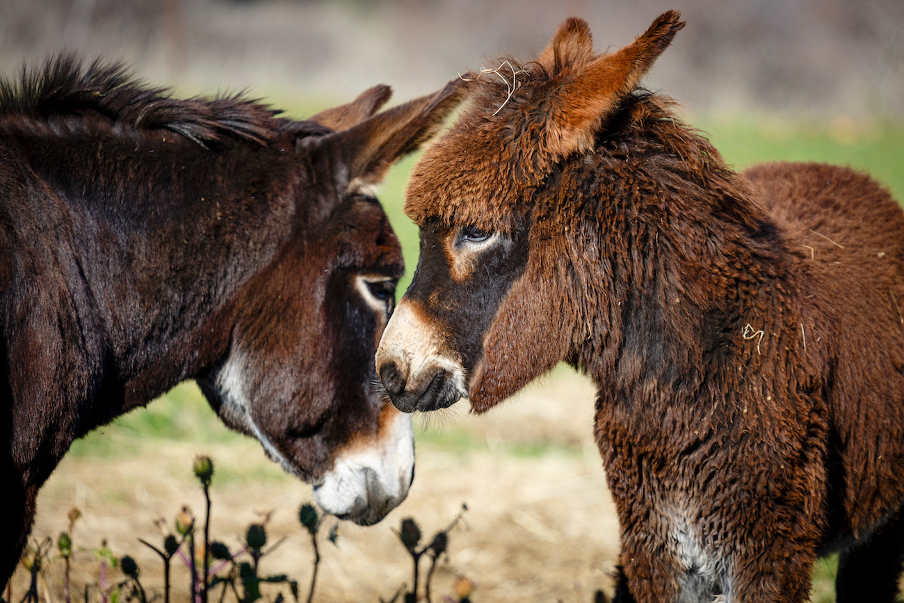 Sortez les Ânes et les mules – mais correctement